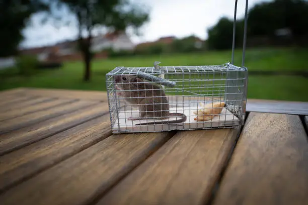 Live-trap for mice stock photo