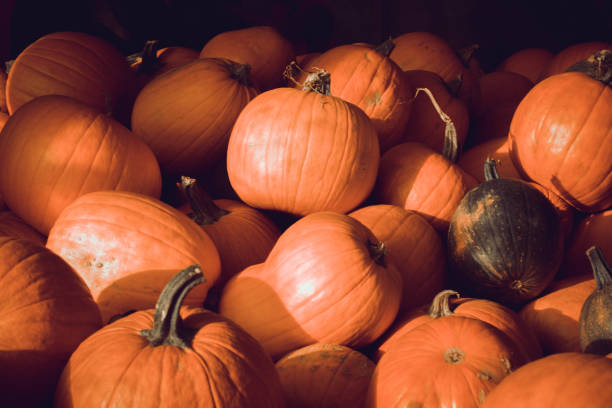 istock pumpkin pile at autumn 1174694105