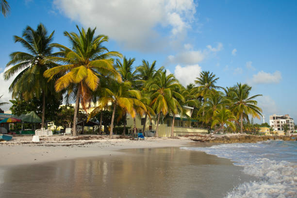 istock Worthing beach with palms  Babrbados at sunset. 1174694355
