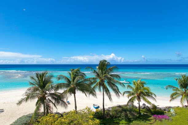 worthing пляж с пальмами babrbados в солнечный день - worthing стоковые фото и изображения