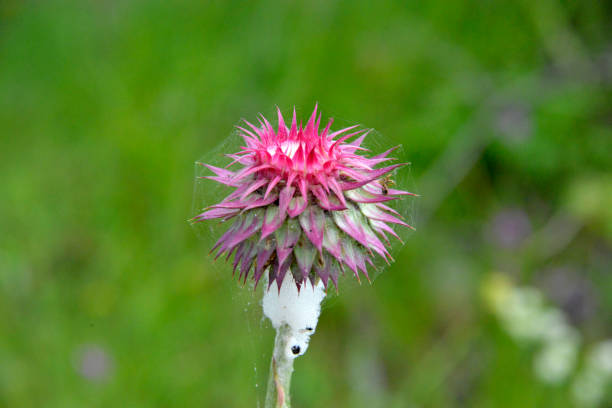 Pink flower of the thistle on the meadow