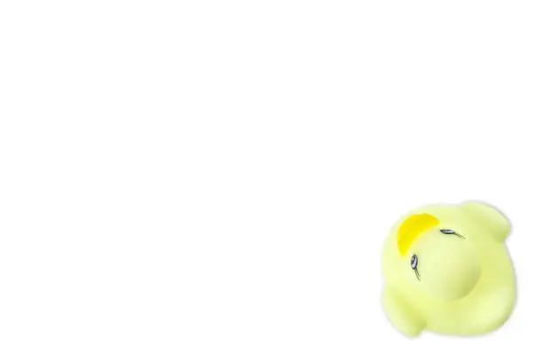 Photo of Yellow duck. Rubber toy isolated on white background.