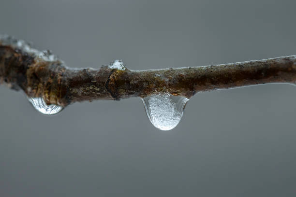 Photo of Water Drops On A Branch