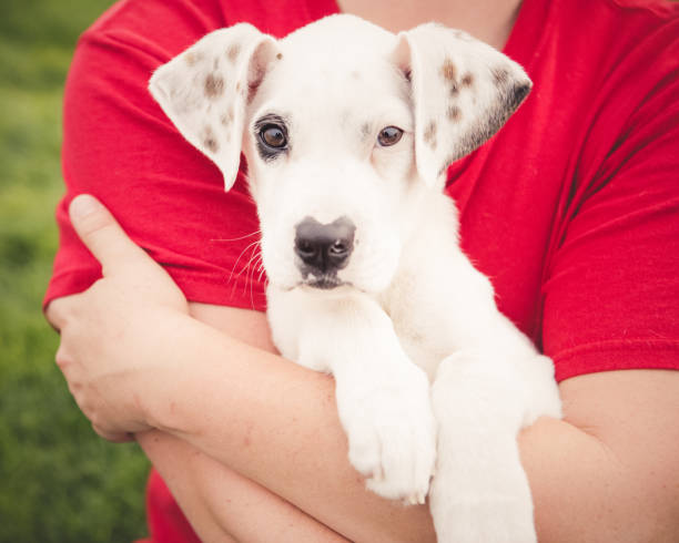 istock Cute Dalmatian Puppy 1174701071