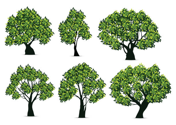 ilustrações, clipart, desenhos animados e ícones de ilustração real da árvore - deciduous tree tree trunk nature the natural world