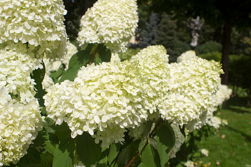 White Hortensia spectacular summer blossom in Moscow