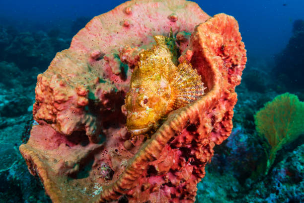 istock Bearded Scorpionfish hiding in a sponge on a tropical coral reef 1174706908