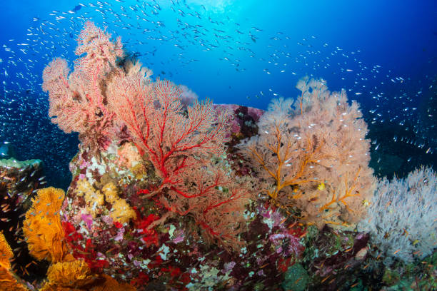 istock Beautiful, Colorful Tropical Coral Reef and Fish Underwater 1174706991