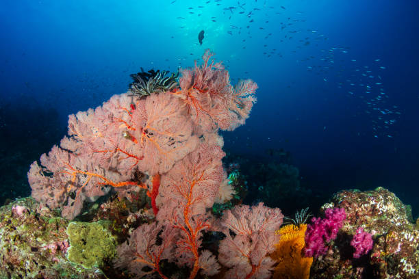 istock Beautiful, Colorful Tropical Coral Reef and Fish Underwater 1174707055