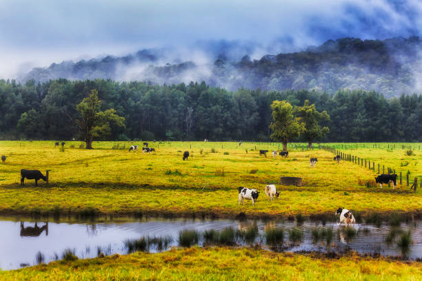 kv fattoria mucche stagno nebbia - farm florida cattle travel locations foto e immagini stock