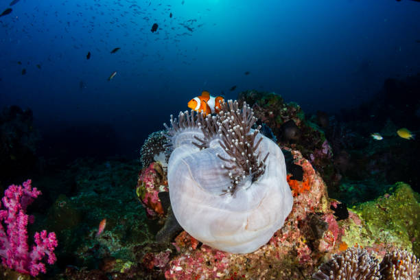 istock Clownfish in their host anemone on a tropical coral reef 1174708056