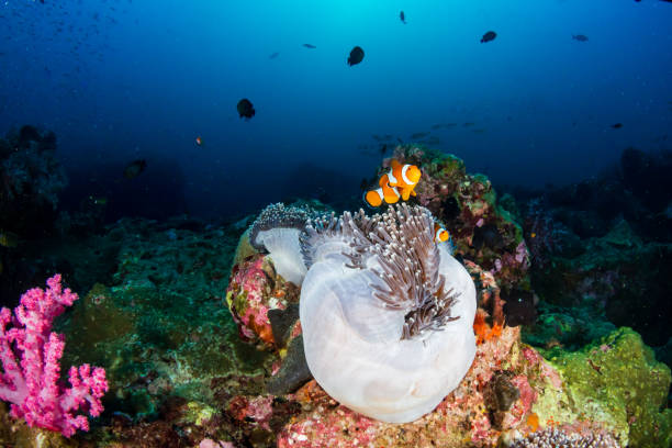 istock Clownfish in their host anemone on a tropical coral reef 1174708082