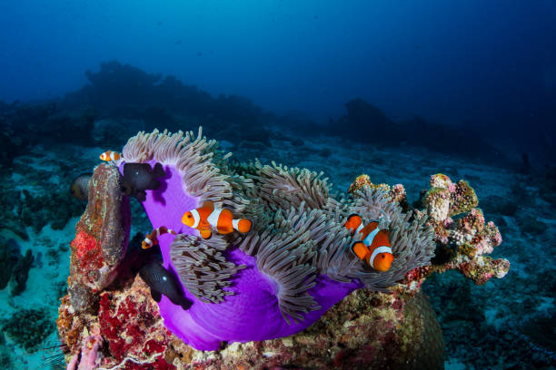 istock Clownfish in their host anemone on a tropical coral reef 1174708100