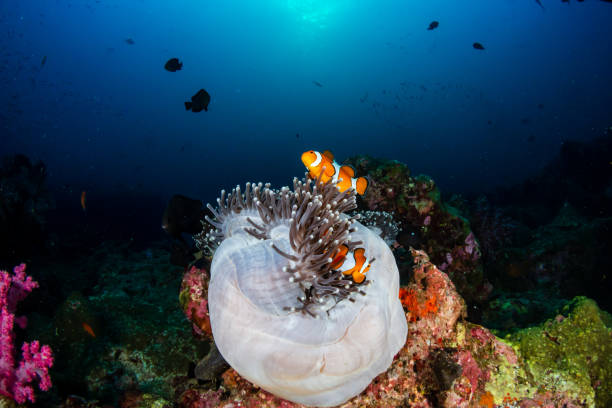 istock Clownfish in their host anemone on a tropical coral reef 1174708106