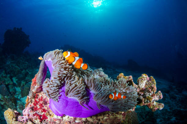 istock Clownfish in their host anemone on a tropical coral reef 1174708115