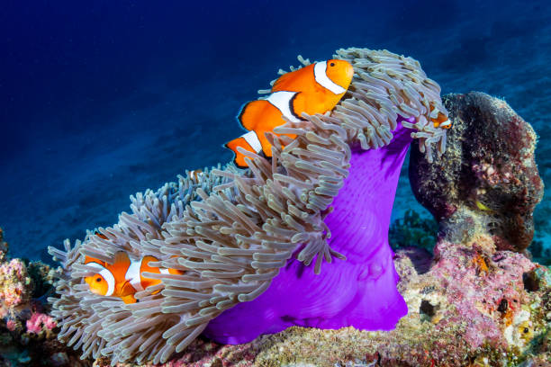 poissons de clown dans leur anémone d'hôte sur un récif corallien tropical - tentacled sea anemone photos et images de collection