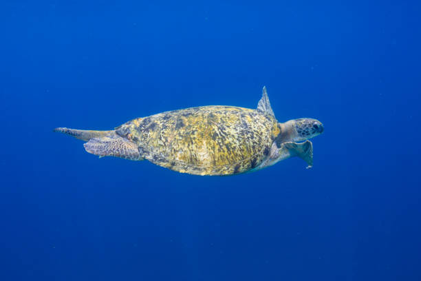 istock Green Sea Turtle in a Shallow Ocean 1174709139