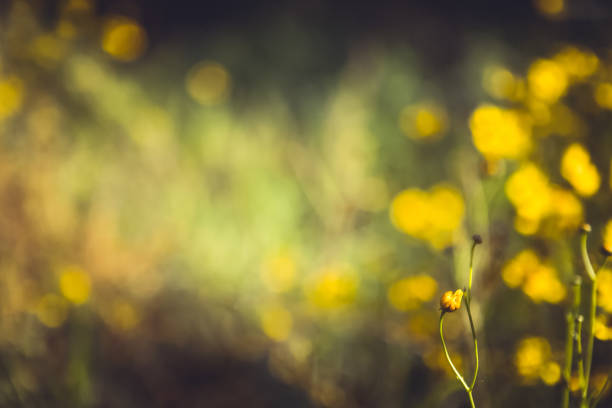 istock Dreamy Nature Background Wildflowers 1174709279