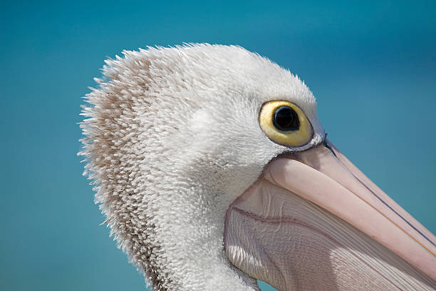 close up of a pelican on a green background