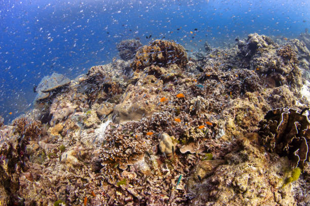istock Tropical fish on a colorful, healthy tropical coral reef 1174709864