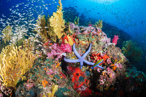 Peces tropicales nadando alrededor de un arrecife de coral saludable y colorido photo
