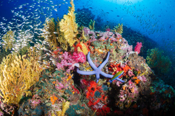 pesci tropicali che nuotano intorno a una barriera corallina sana e colorata - cnidarian foto e immagini stock