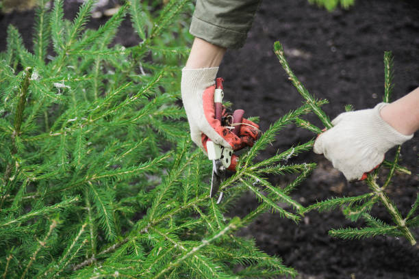 istock woman with scissors cutting old fir tree branch 1174710060