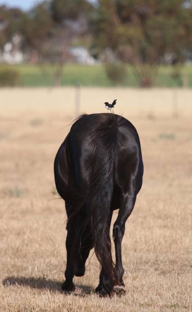 istock Willy wagtail  trick rider 1174711811