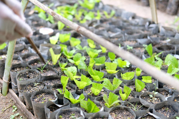 istock hand growing teak plant tree in bag 1174713183