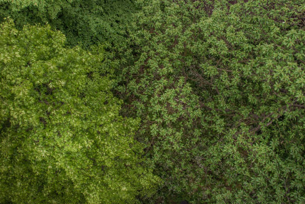 istock Beautiful of large trees forest in spring. 1174714214