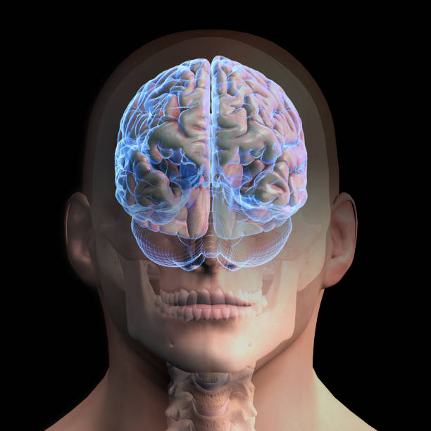3D render, cyborg head with brain, brainstorming, artificial intelligence concept.