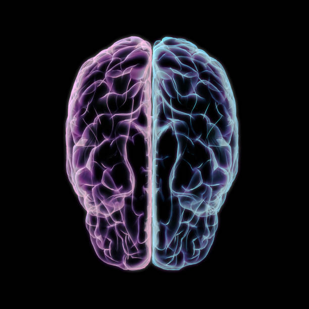 istock Human Brain Cerebrum with Left and Right Hemispheres on Black 1174719327
