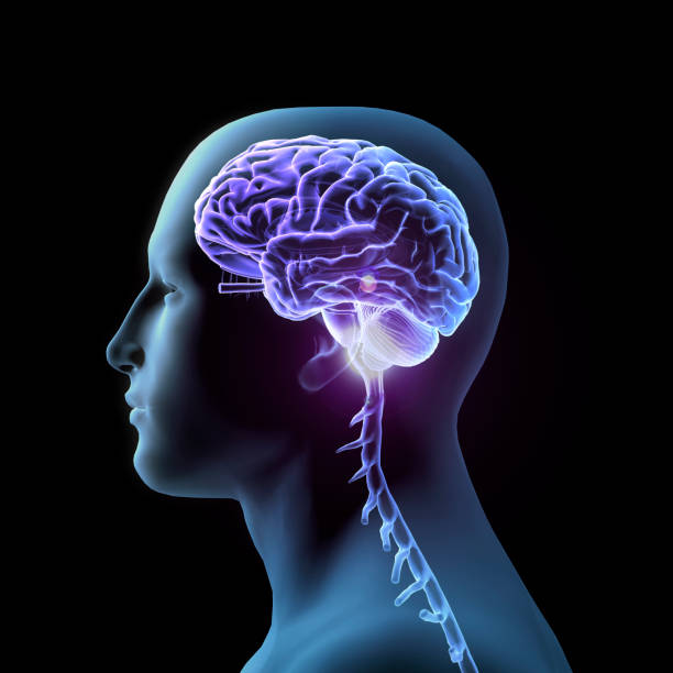 istock Side View of Human Head and Brain on Black Background 1174719332