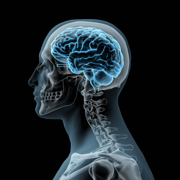 istock Side View of Human Head and Brain on Black Background 1174719337