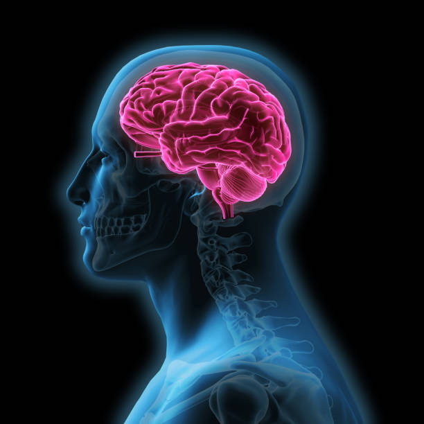 istock Side View of Human Head and Brain on Black Background 1174719338