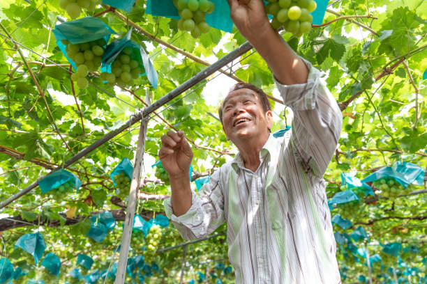 istock Japanese Senior man working in vineyard 1174722285