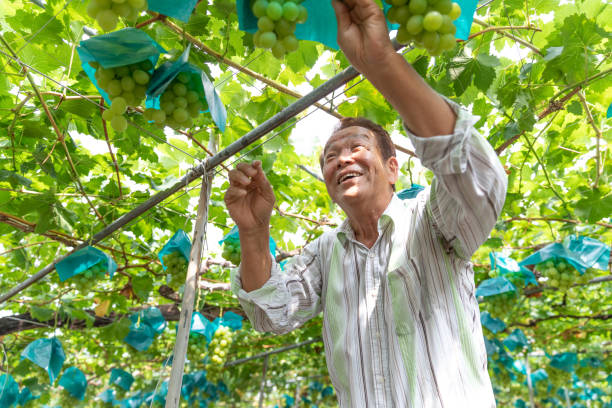 istock Japanese Senior man working in vineyard 1174722405