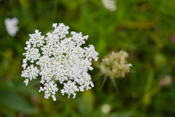 istock Queen Anne's Lace Wildflower 1174723061
