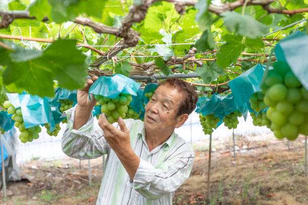 istock Japanese Senior man working in vineyard 1174723124