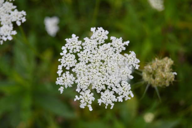 istock Queen Anne's Lace Wildflower 1174723128