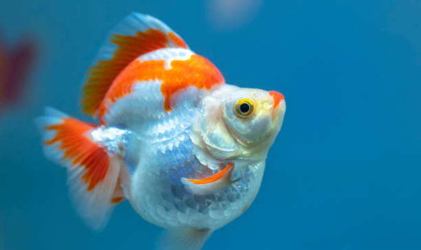 istock Colorful Goldfish in the aquarium 1174726067