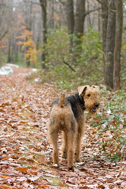 istock Dog stay on the forest's trail 117472610