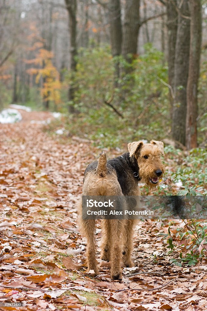 Cão fique na trilha da floresta - Foto de stock de Amizade royalty-free