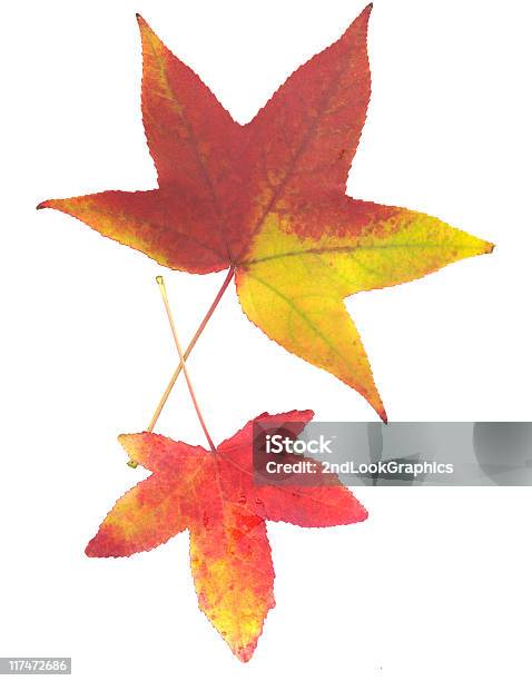 Fall Leaves From Sweet Gum Tree Stock Photo - Download Image Now - Autumn, Close-up, Color Image