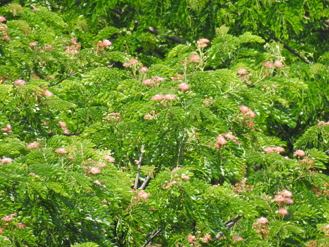 Rain Tree (Albizia Saman) Foliage with Fresh Green Leaves and Flowers