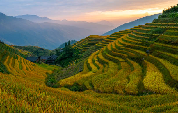 Guangxi Rice Terraces at Sunset, China Sunset in the rice terraces of Ping An village, Longheng county, Guangxi Province, China. yunnan province stock pictures, royalty-free photos & images