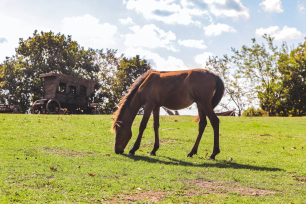 Wild foal grazing in the countryside
