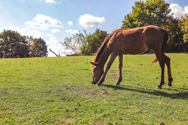Wild foal grazing in the countryside