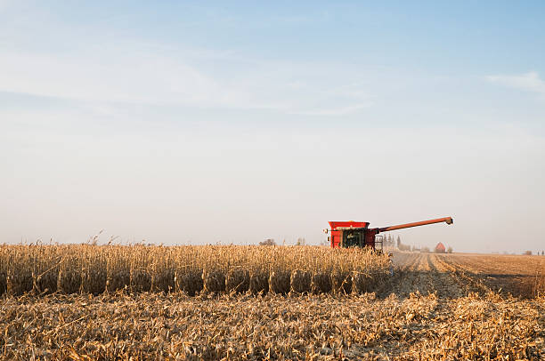 Harvesting Corn stock photo