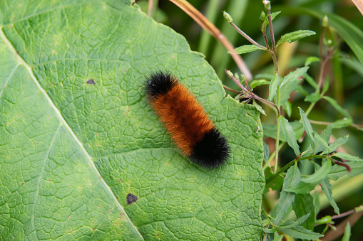 Isabella tiger moth (Pyrrharctia isabella) caterpillar on leaf in summer.